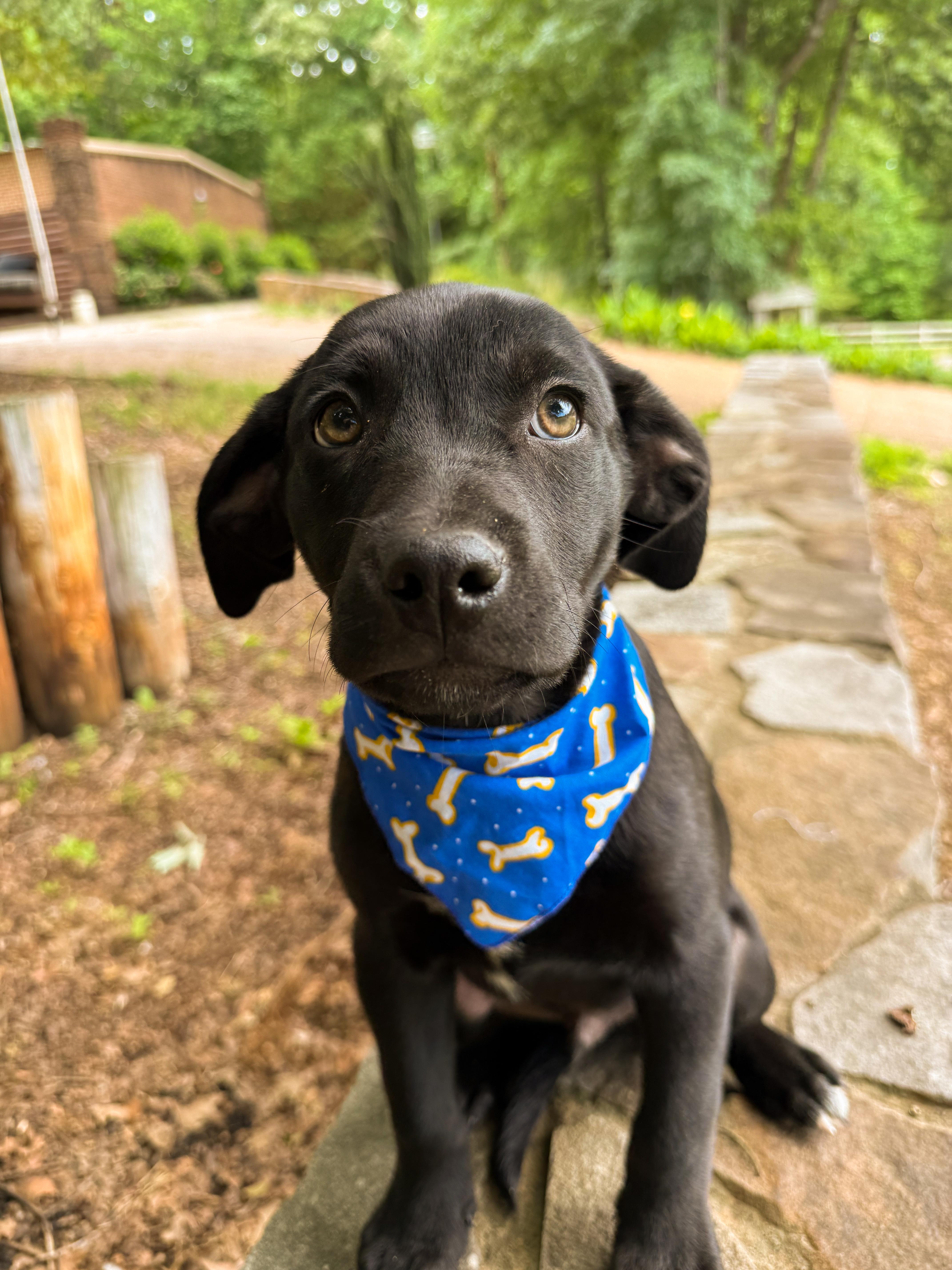Landen, a Adoptable mixed breed in Newfoundland, NJ image 2/5