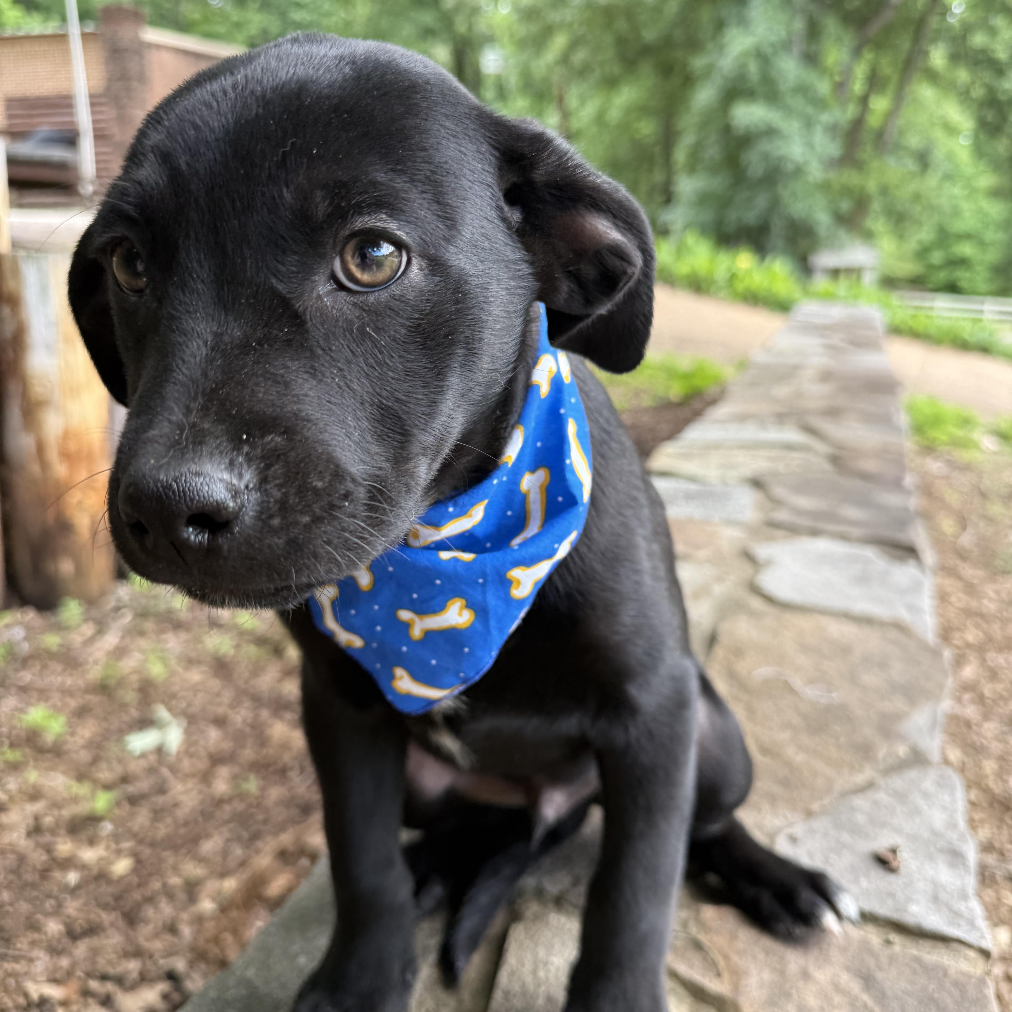 Landen, a Adoptable mixed breed in Newfoundland, NJ image 5/5