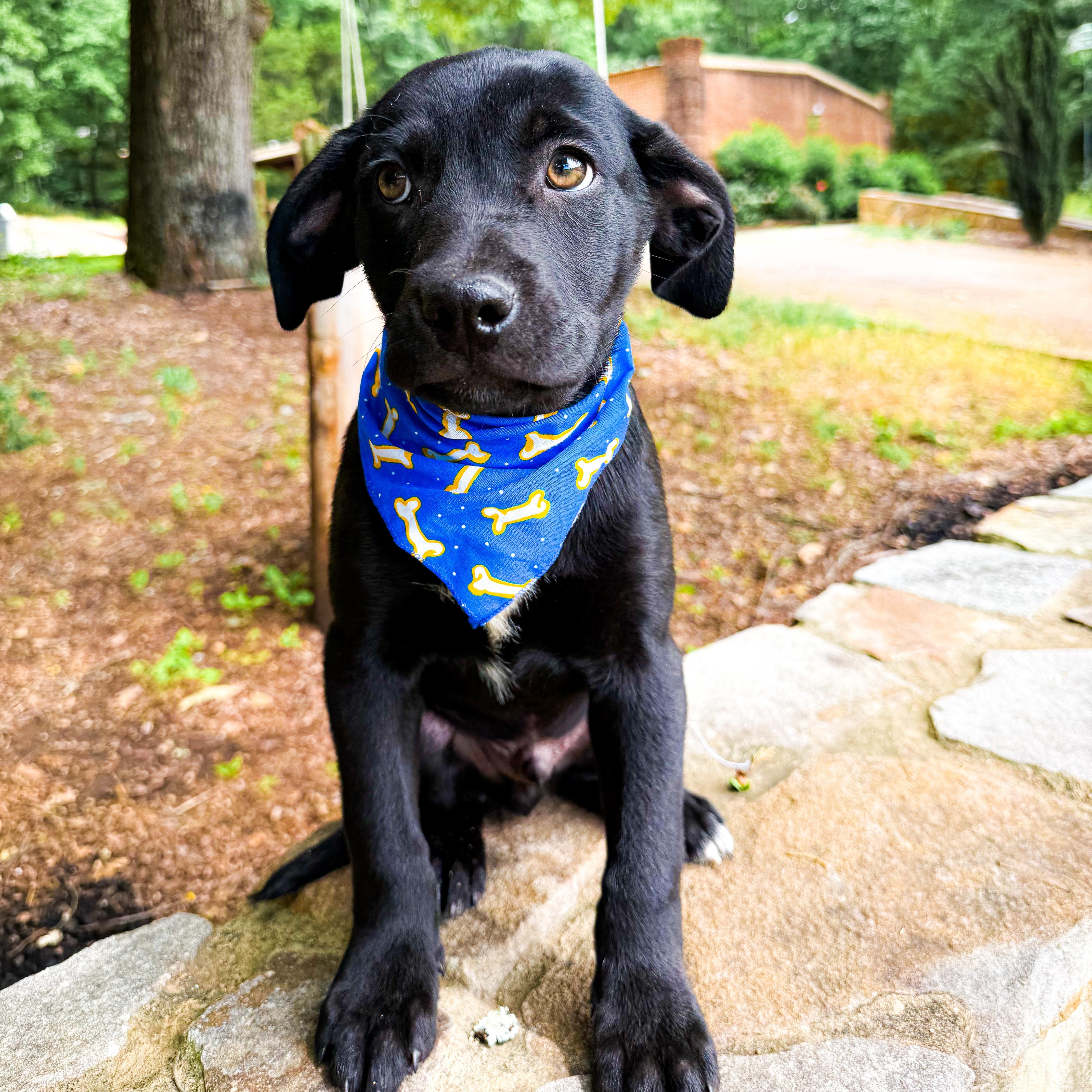 Landen, Adoptable, Young Male Labrador Retriever & Black Labrador Retriever.