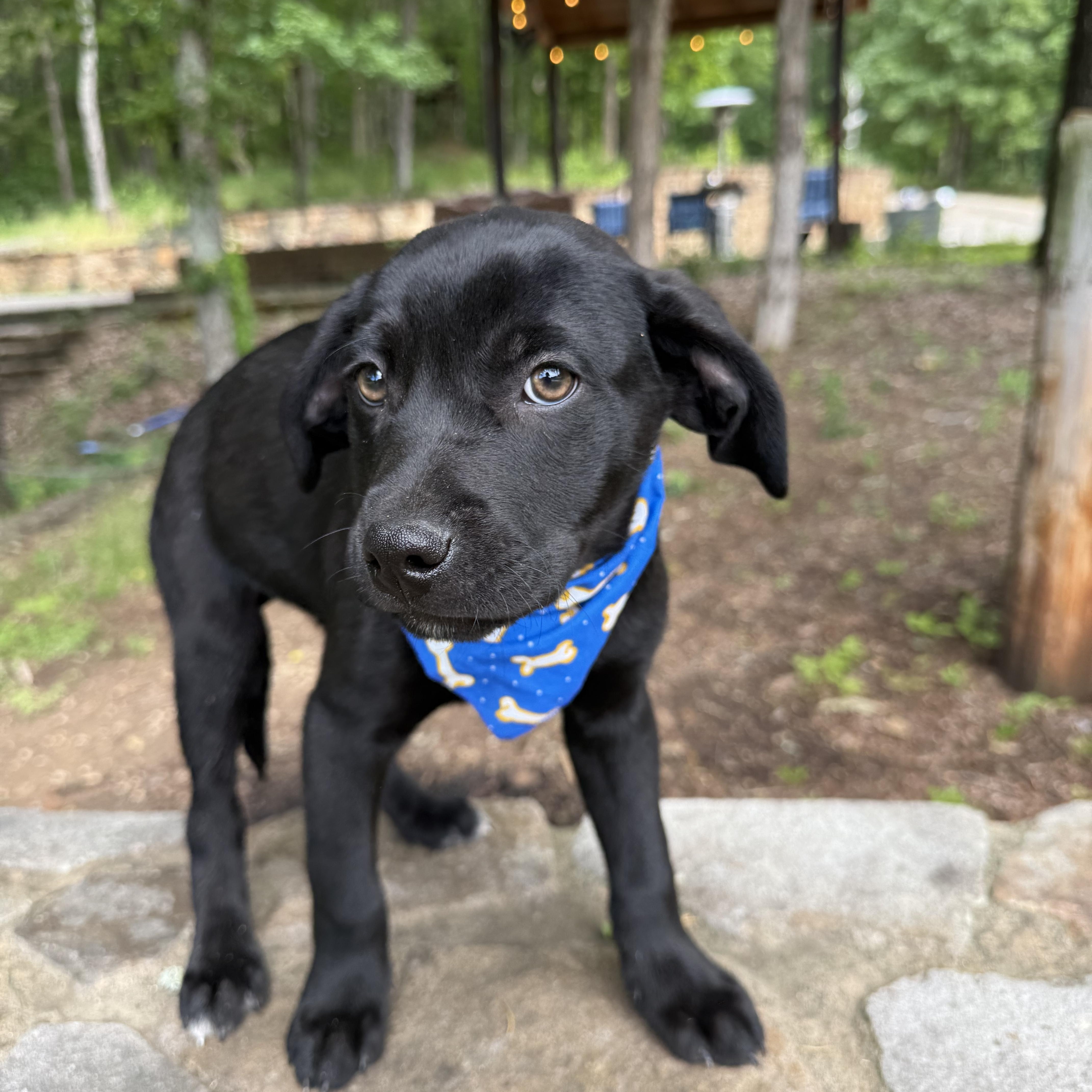 Landen, a Adoptable mixed breed in Newfoundland, NJ image 4/5