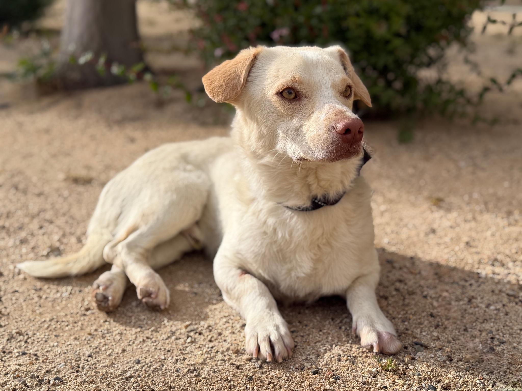 Bentley, ADOPTABLE, Young Male Dachshund.