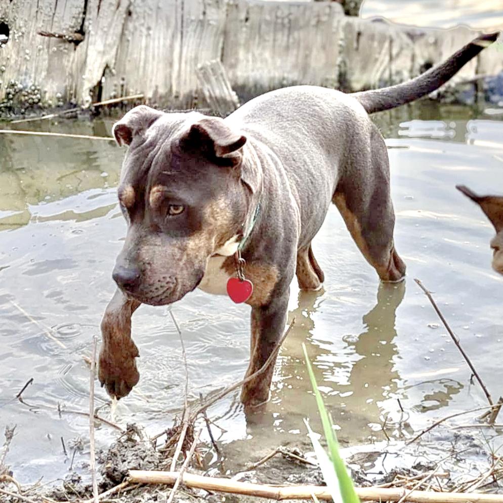 Enlarge Rita, a Adoptable mixed breed in Spokane, WA image 6/6