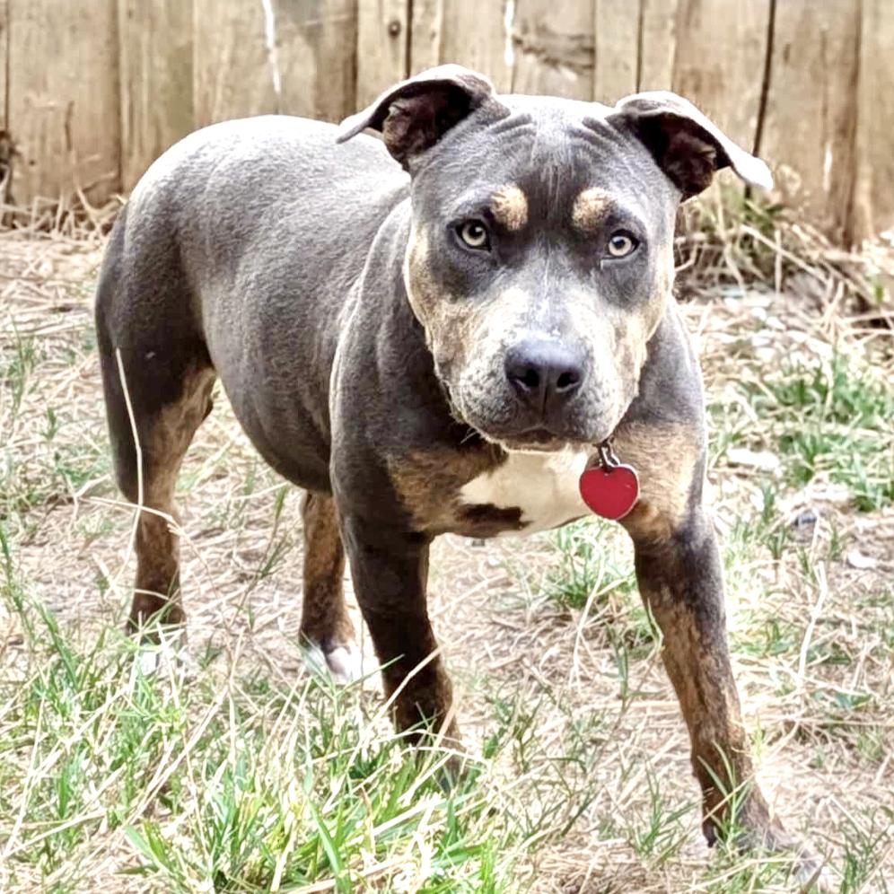 Enlarge Rita, a Adoptable mixed breed in Spokane, WA image 4/6