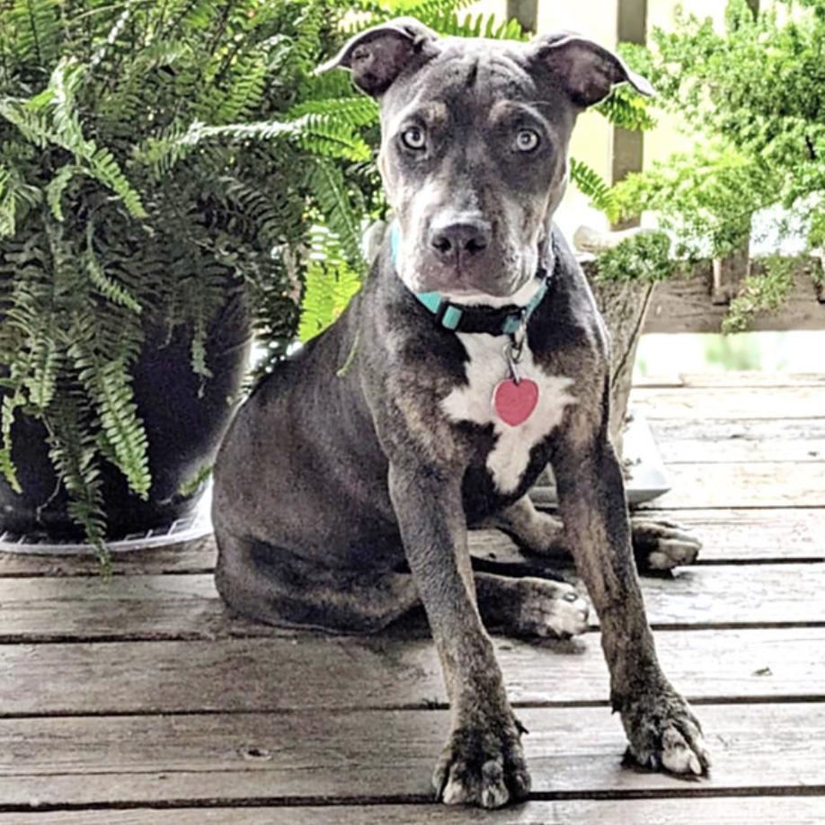 Enlarge Rita, a Adoptable mixed breed in Spokane, WA image 3/6