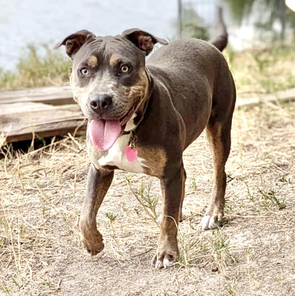 Enlarge Rita, a Adoptable mixed breed in Spokane, WA image 1/6