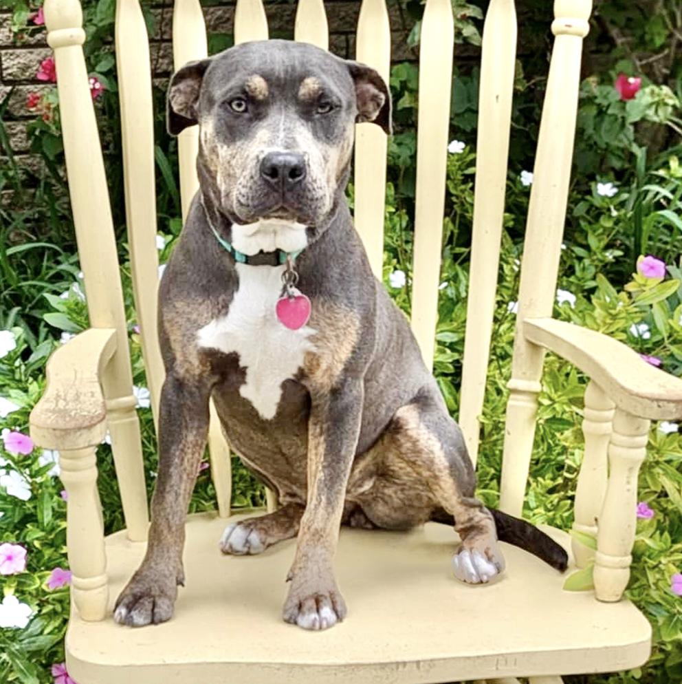 Enlarge Rita, a Adoptable mixed breed in Spokane, WA image 5/6