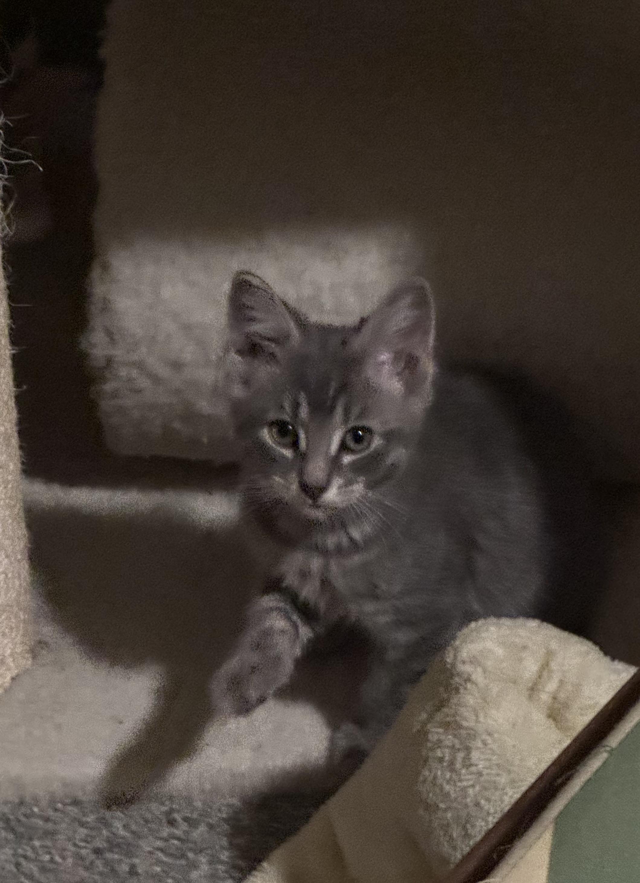 Apollo, Adoptable, Kitten Male Tabby.