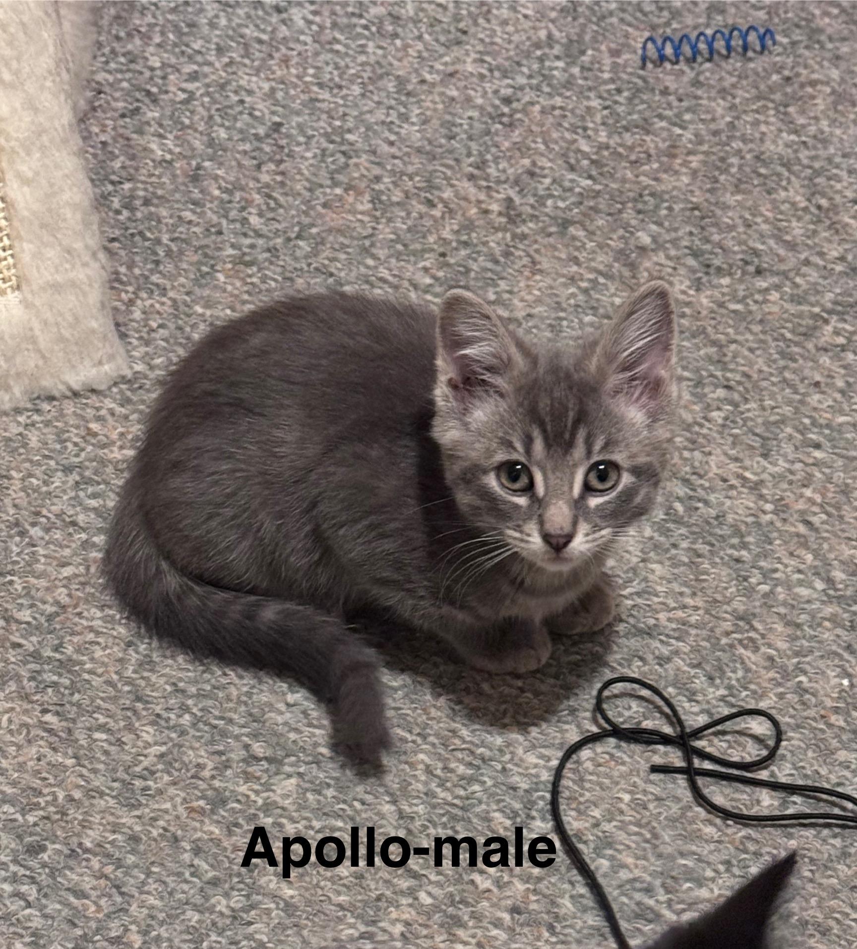 Apollo, a Adoptable Tabby in Crystal Lake, IL image 3/3