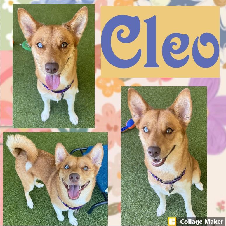 Enlarge cleo, a ADOPTABLE mixed breed in Clearfield, PA image 1/1