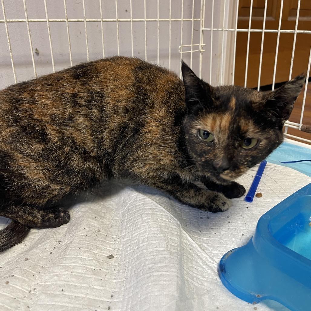 Enlarge Kelcie, a Adoptable Domestic Short Hair in Corbin, KY image 1/1