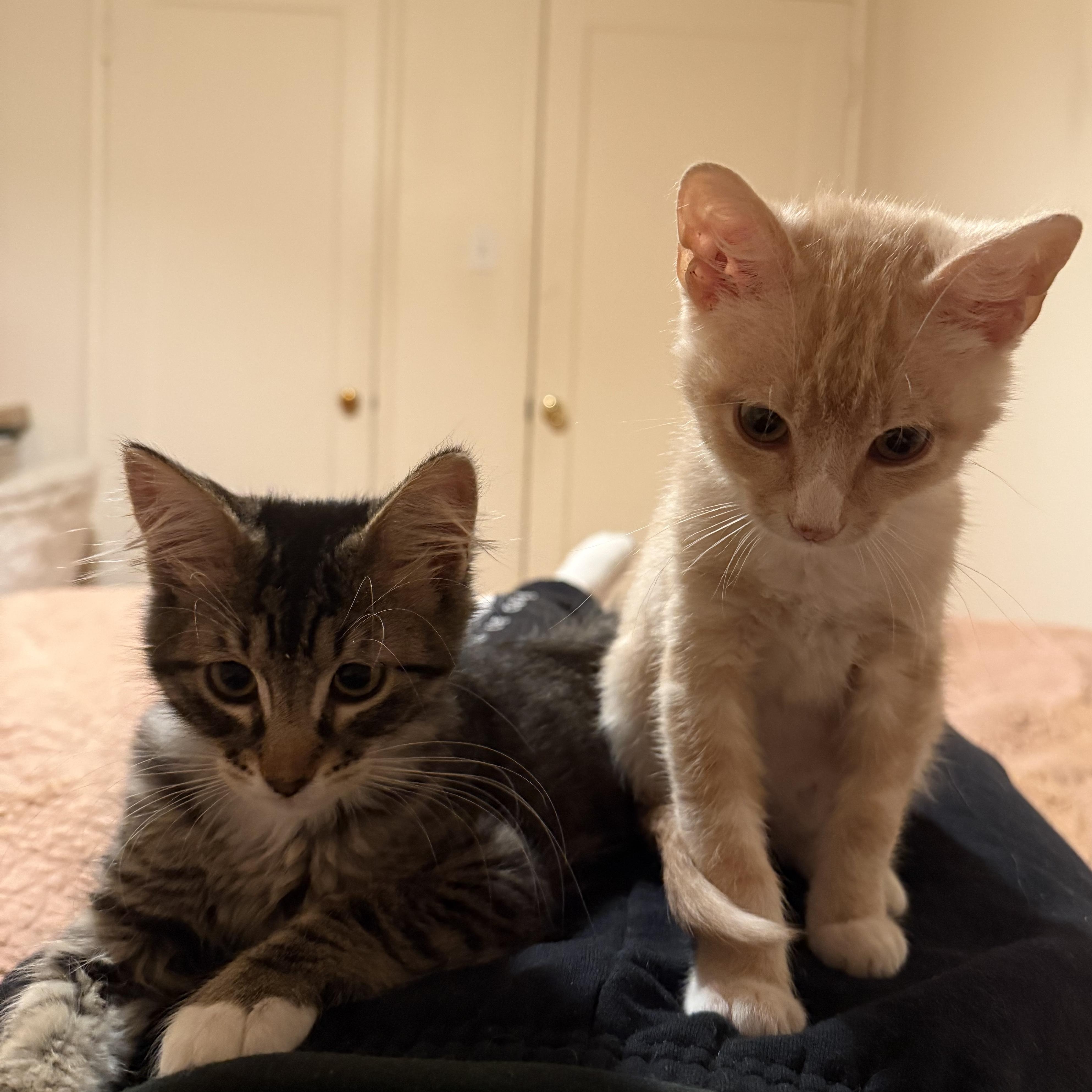 Woody and Jessie (Bonded Pair)