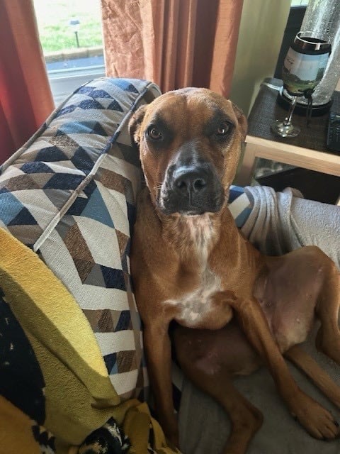 Enlarge Gracie - (2 years old) Courtesy Post, a Adoptable mixed breed in Albany, NY image 1/1