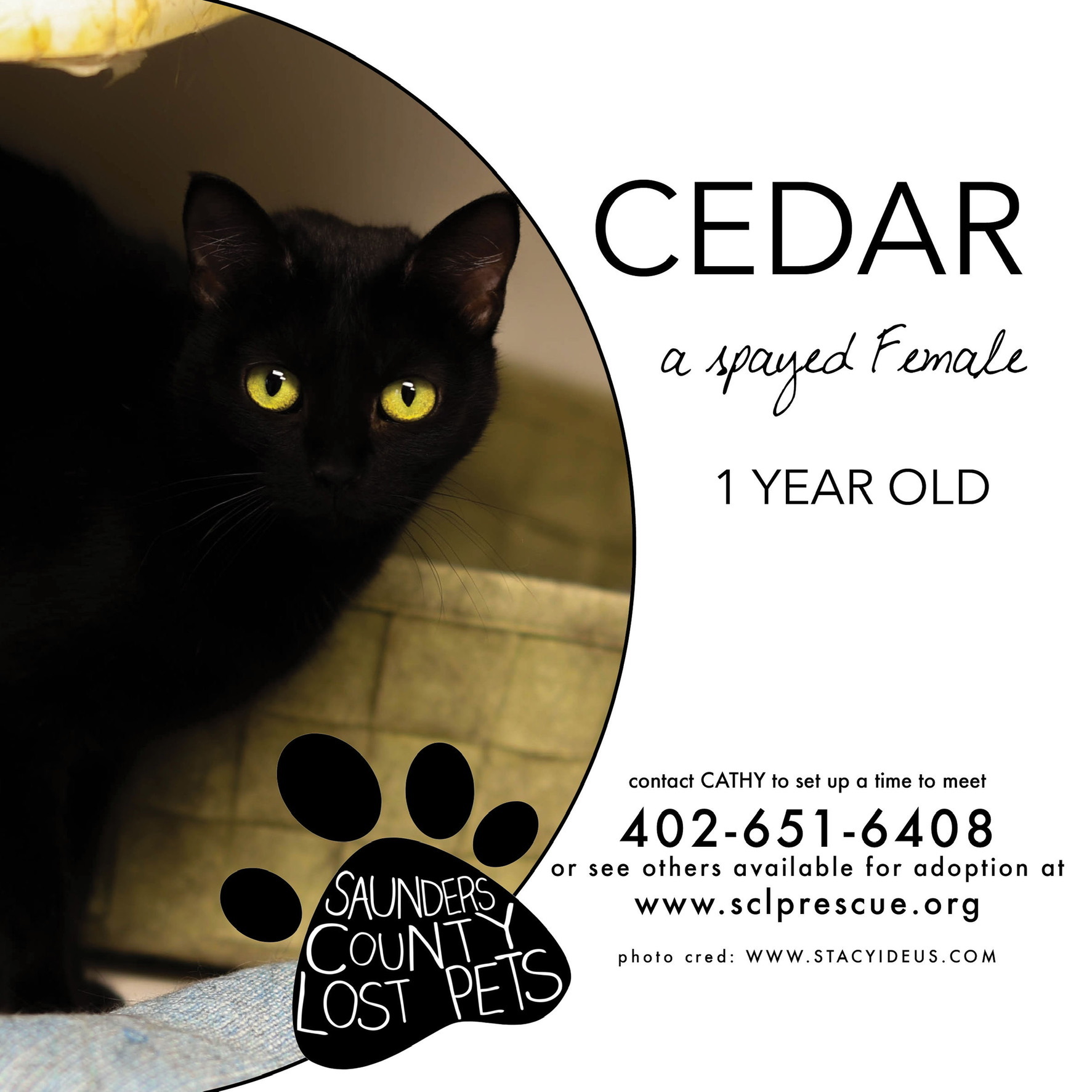 Enlarge Cedar, a Adoptable Domestic Short Hair in Wahoo, NE image 1/2