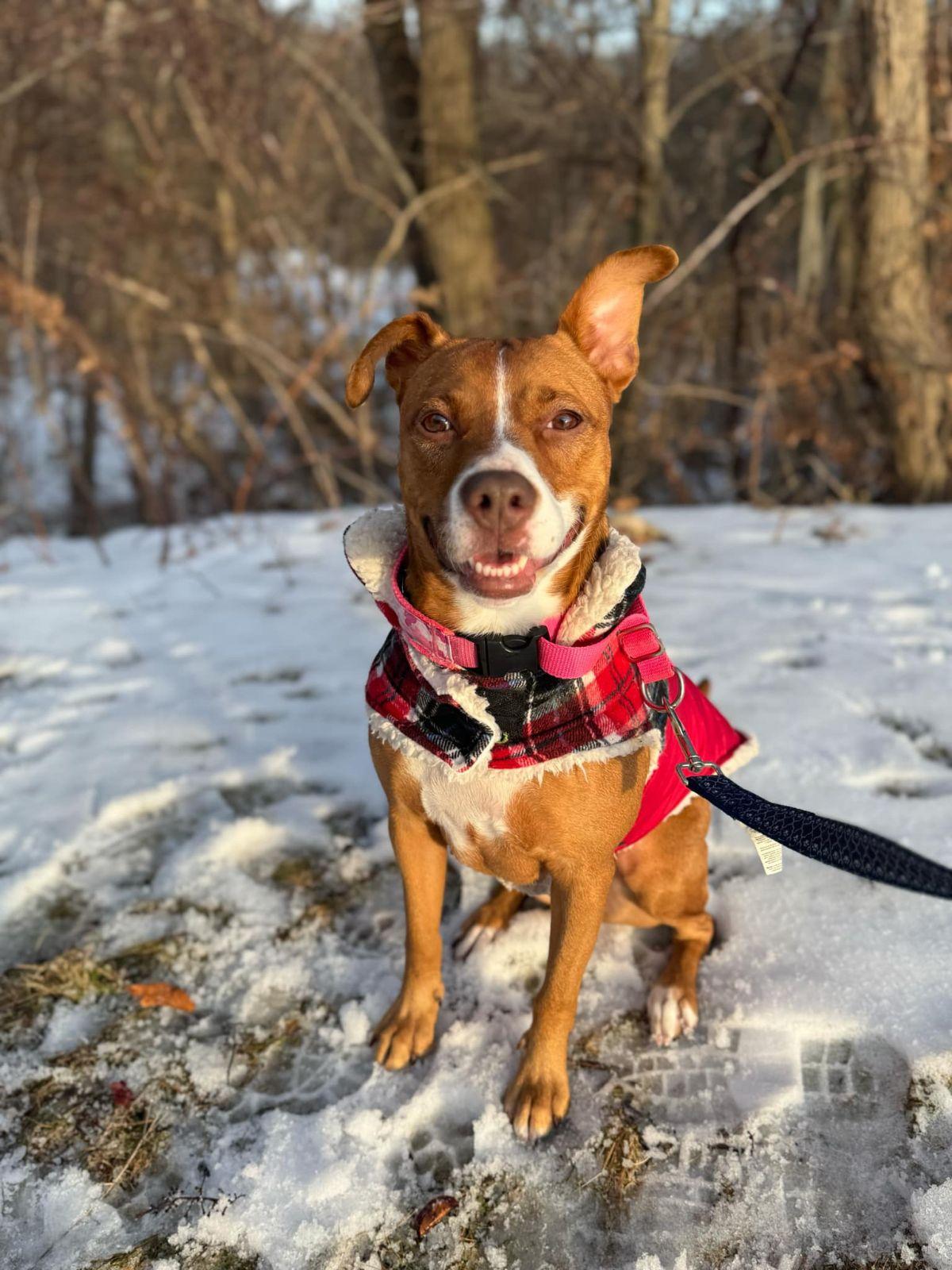Danica, a Adoptable Mixed Breed in Scranton, PA image 1/6