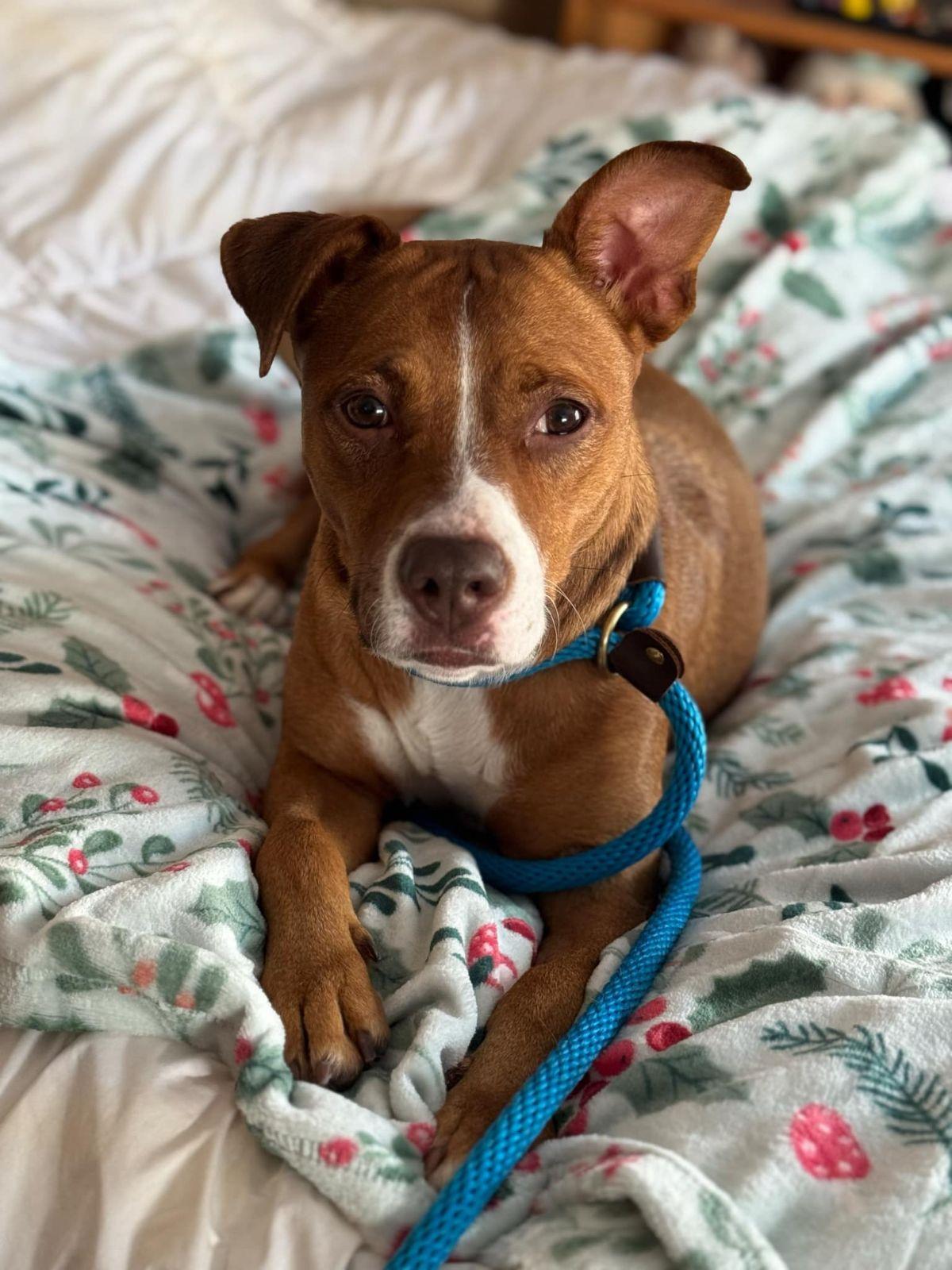 Danica, a Adoptable Mixed Breed in Scranton, PA image 6/6