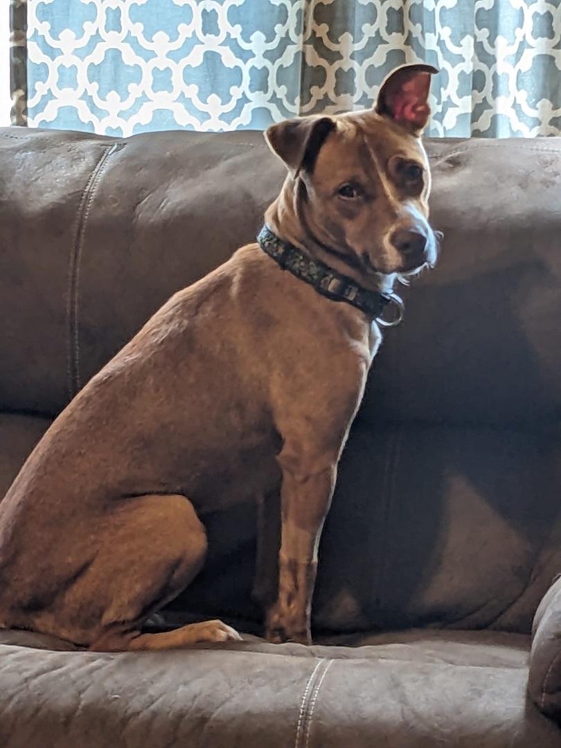 Danica, a Adoptable Mixed Breed in Scranton, PA image 2/6