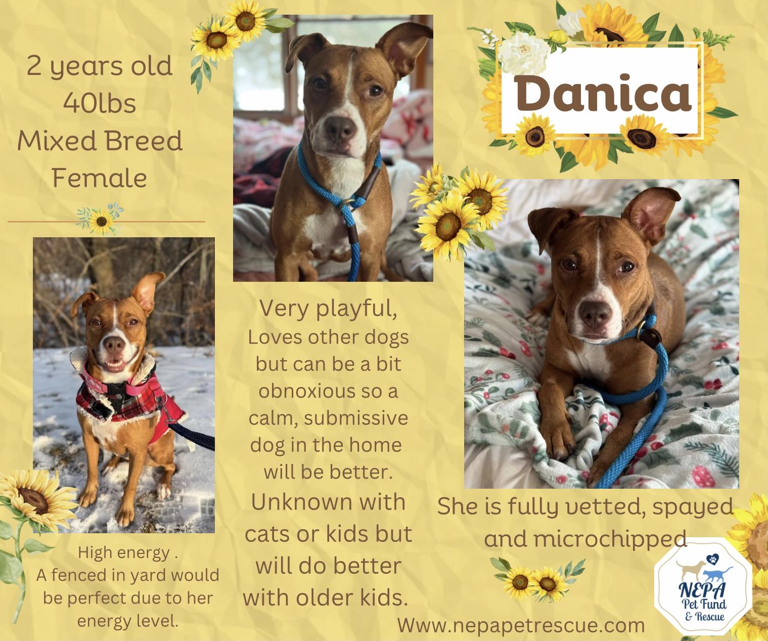 Danica, a Adoptable Mixed Breed in Scranton, PA image 3/6
