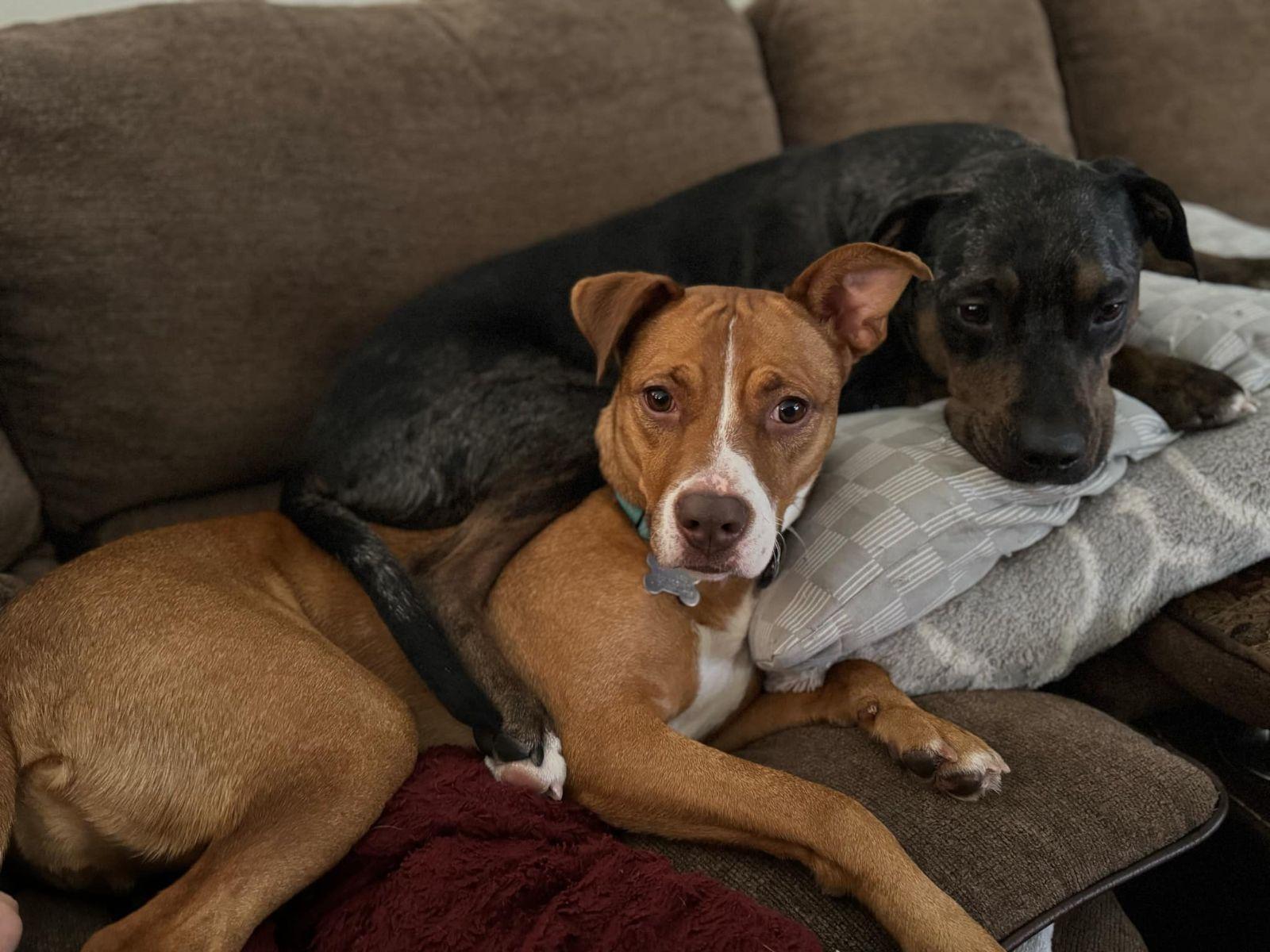 Danica, a Adoptable Mixed Breed in Scranton, PA image 4/6