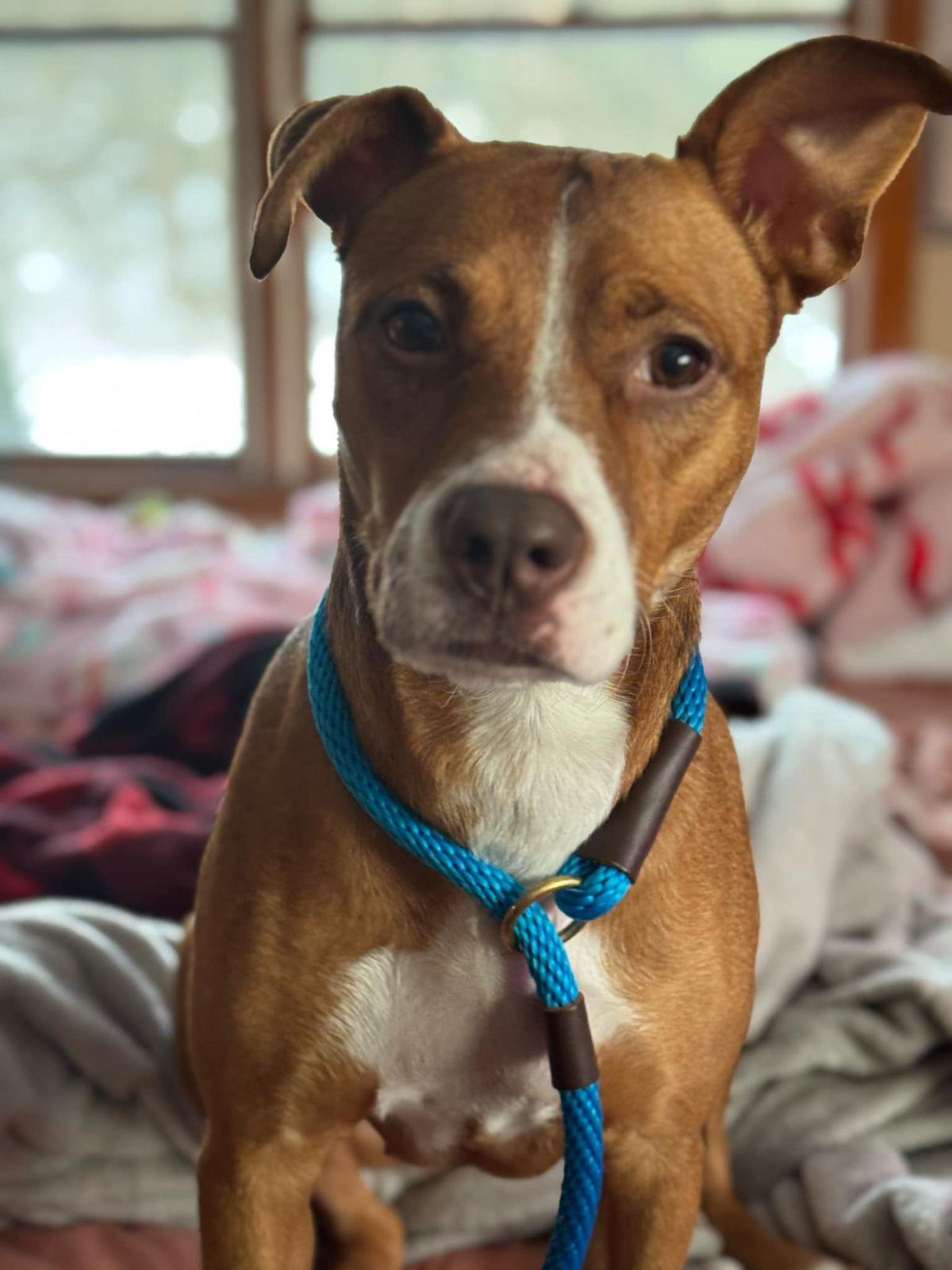 Danica, a Adoptable Mixed Breed in Scranton, PA image 5/6