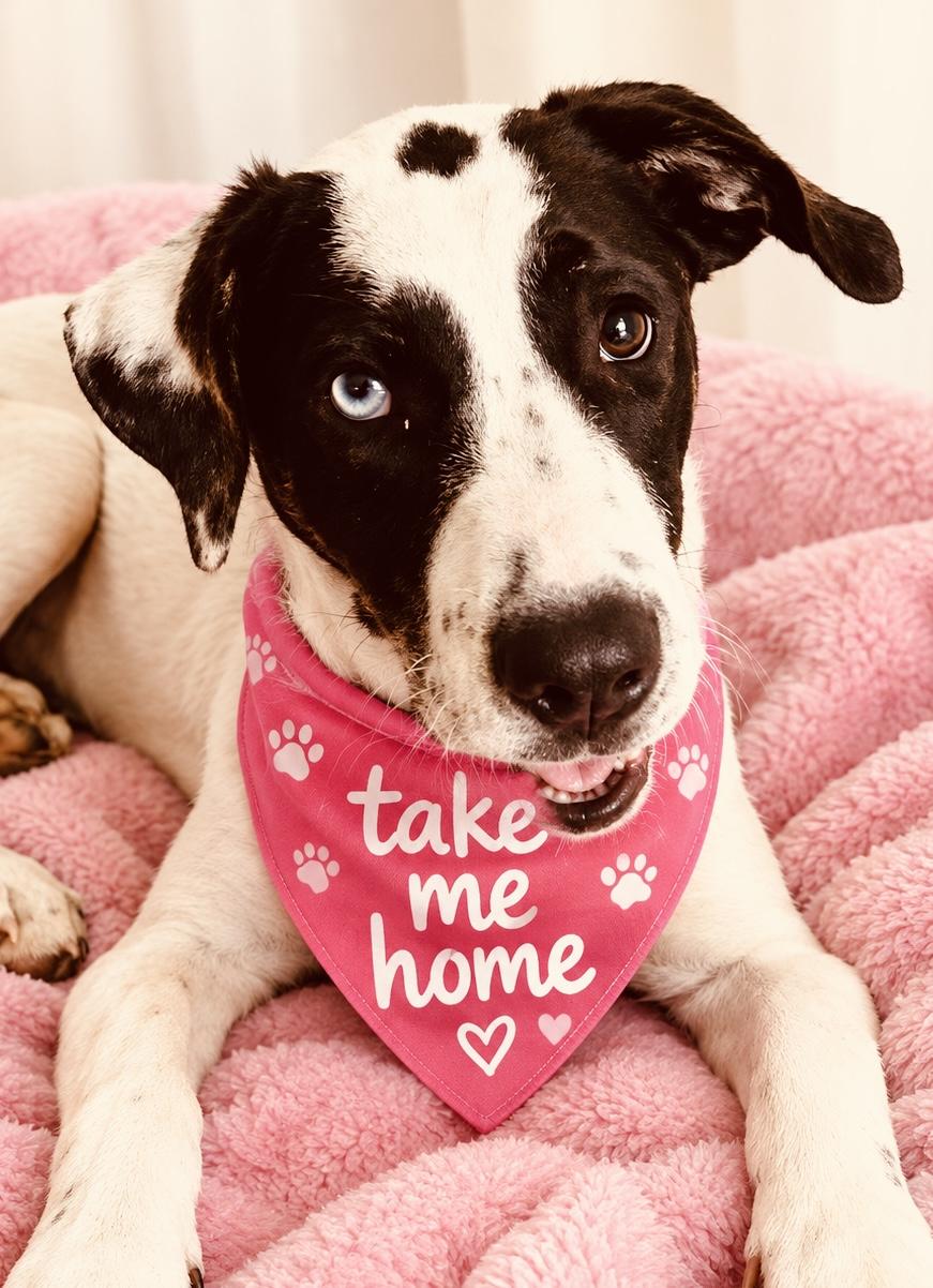 Flo, Adoptable, Young Female Husky & Plott Hound.