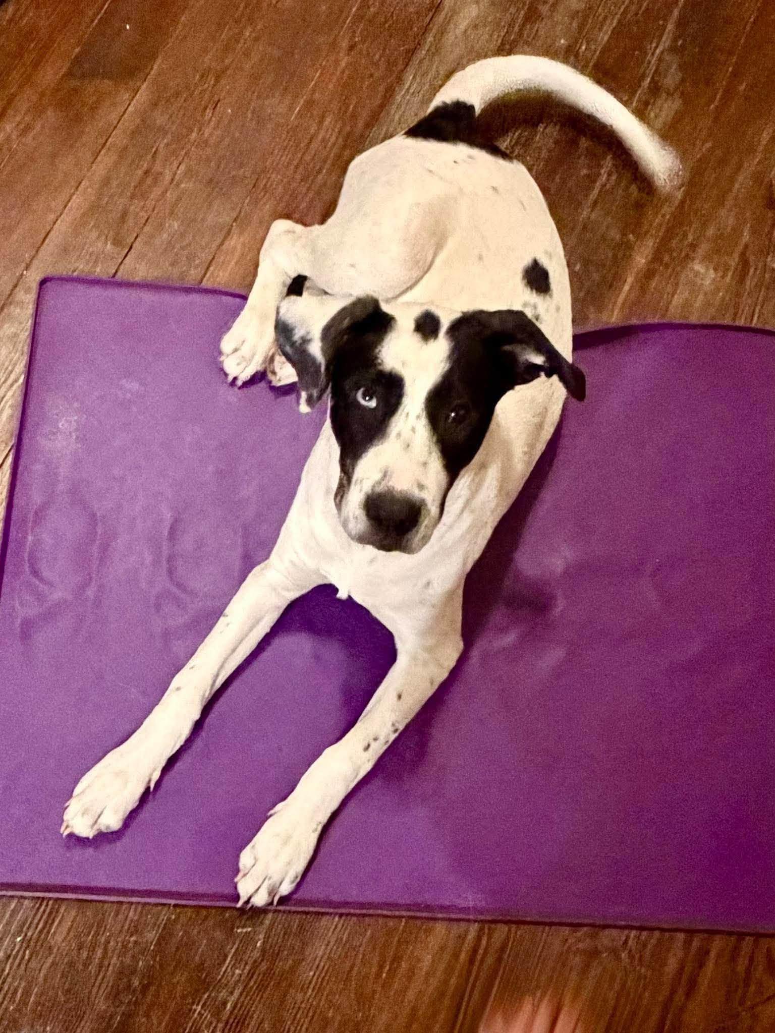 Enlarge Flo, a Adoptable mixed breed in Boston, MA image 5/5