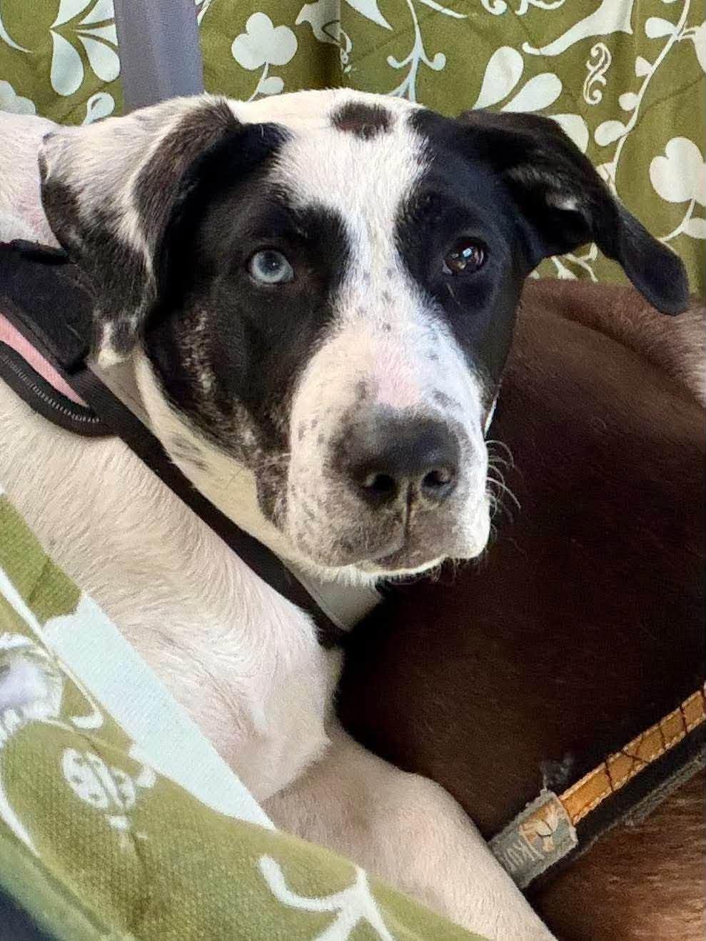 Enlarge Flo, a Adoptable mixed breed in Boston, MA image 3/5
