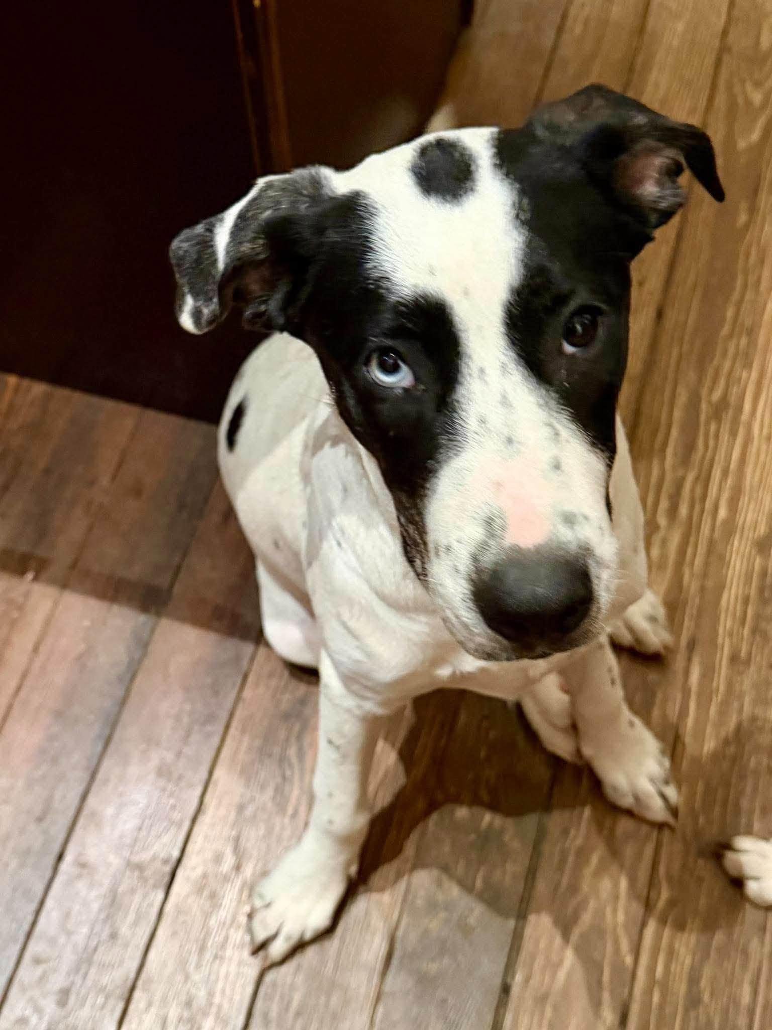 Enlarge Flo, a Adoptable mixed breed in Boston, MA image 4/5