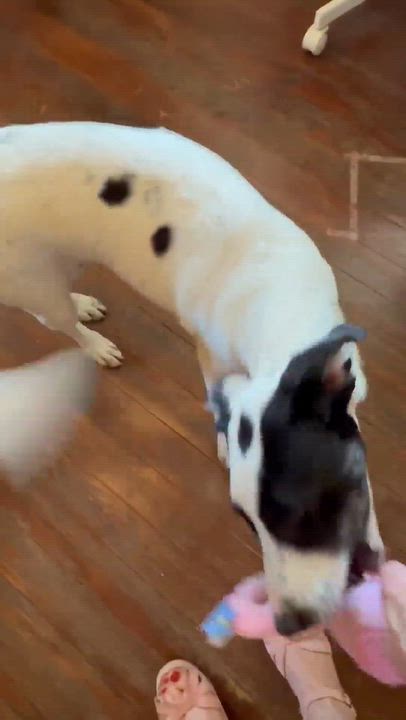 Enlarge Flo, a Adoptable mixed breed in Boston, MA video 2/5