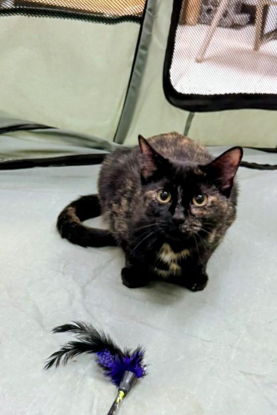 Enlarge TOOTSIE, a ADOPTABLE Tortoiseshell in Oak Lawn, IL image 2/2
