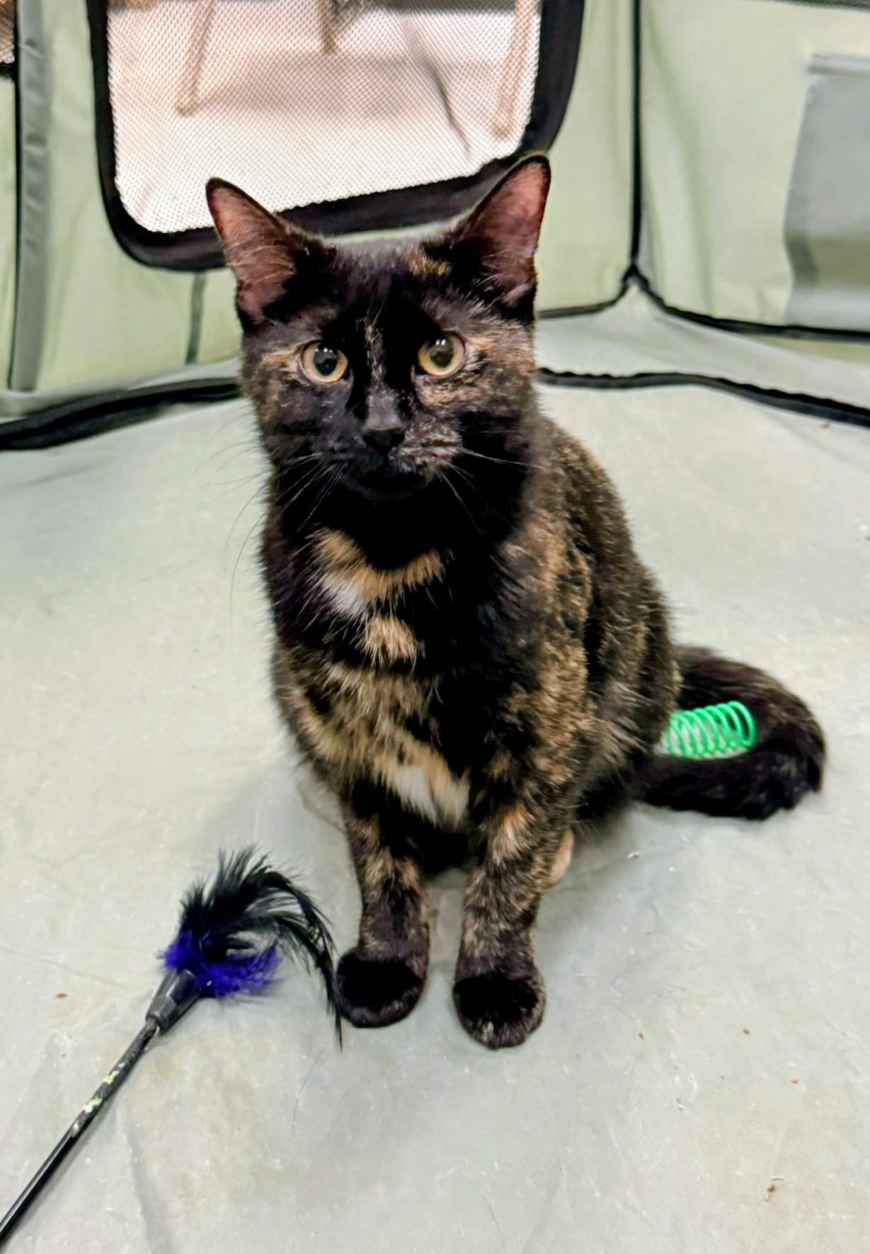 TOOTSIE, ADOPTABLE, Young Female Tortoiseshell.
