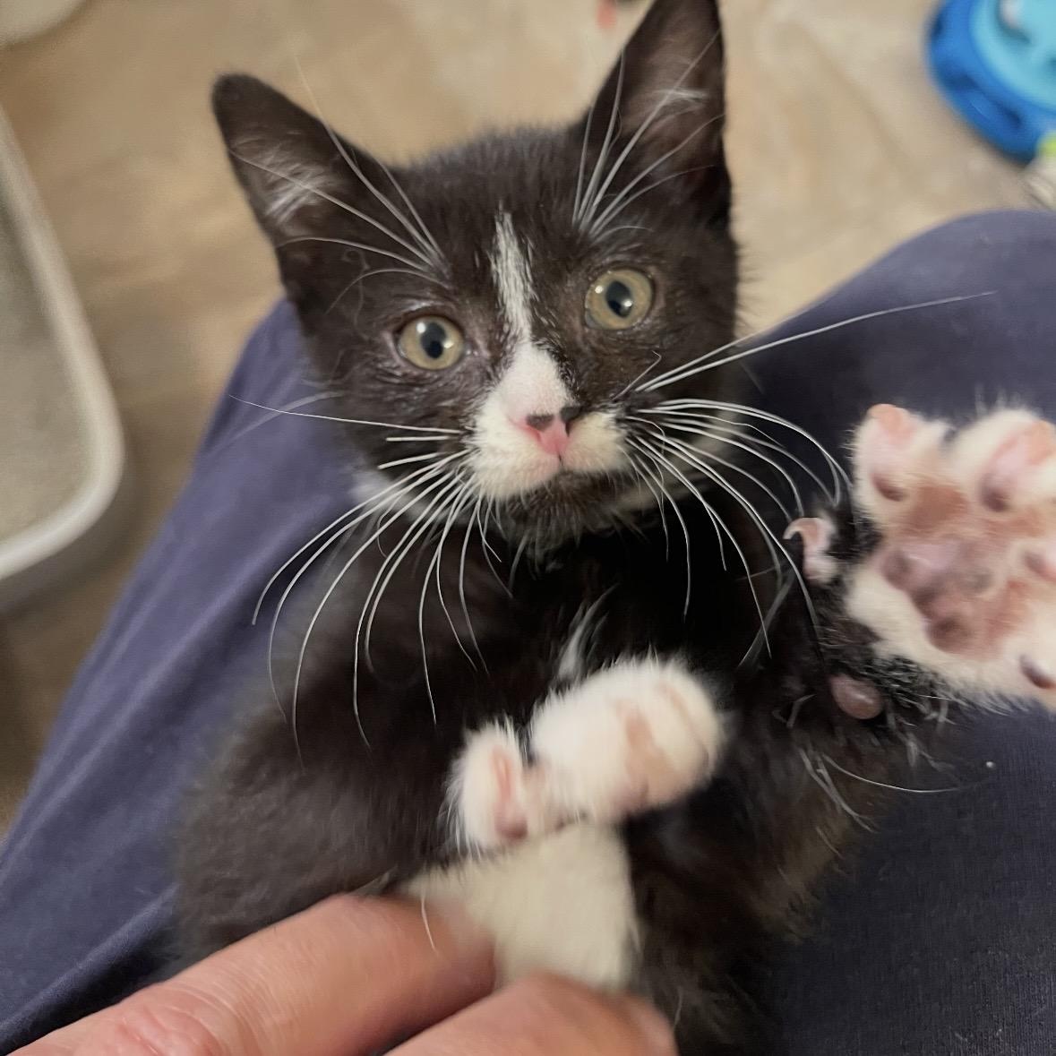 Buttons, Adoptable, Kitten Female Tuxedo.