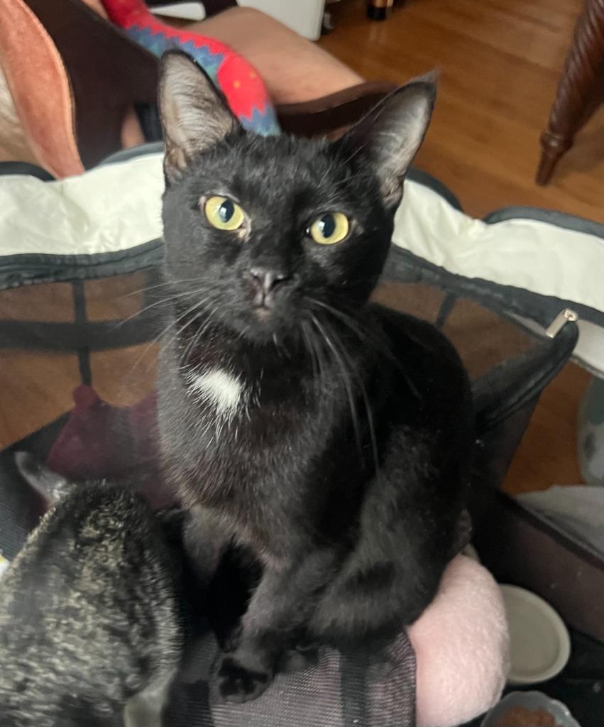 2025-172 Luna the Great in foster