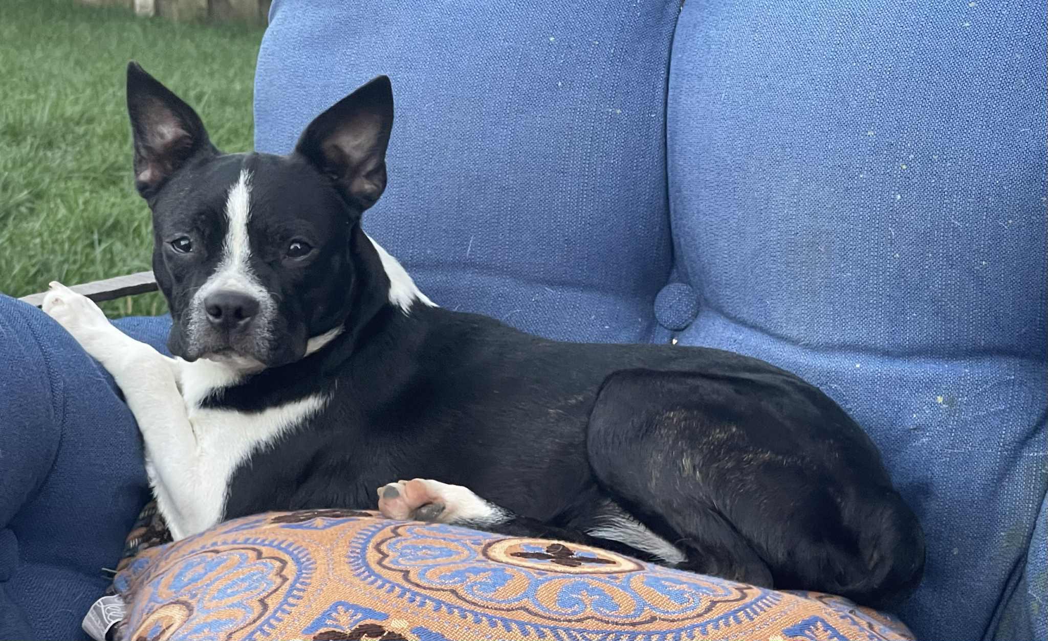 Dyna, an adoptable Boston Terrier in Omaha, NE, 68130 | Photo Image 2