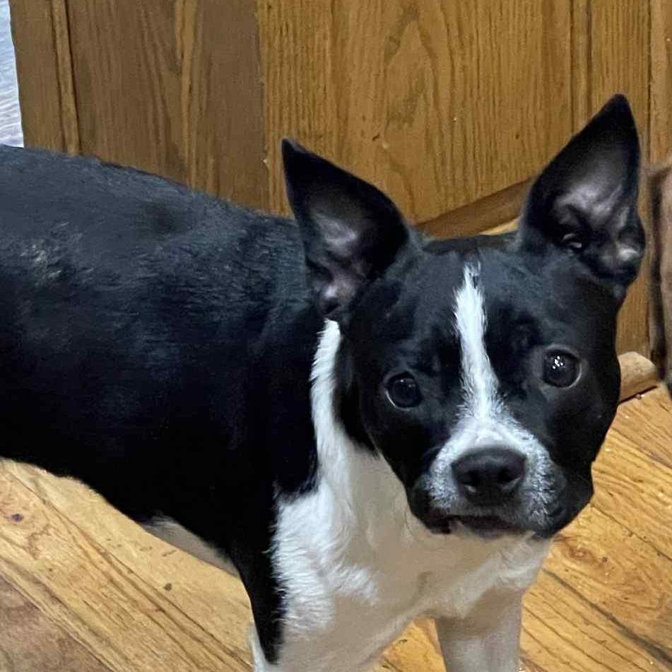 Enlarge Dyna, an adopted Boston Terrier in Omaha, NE image 3/3