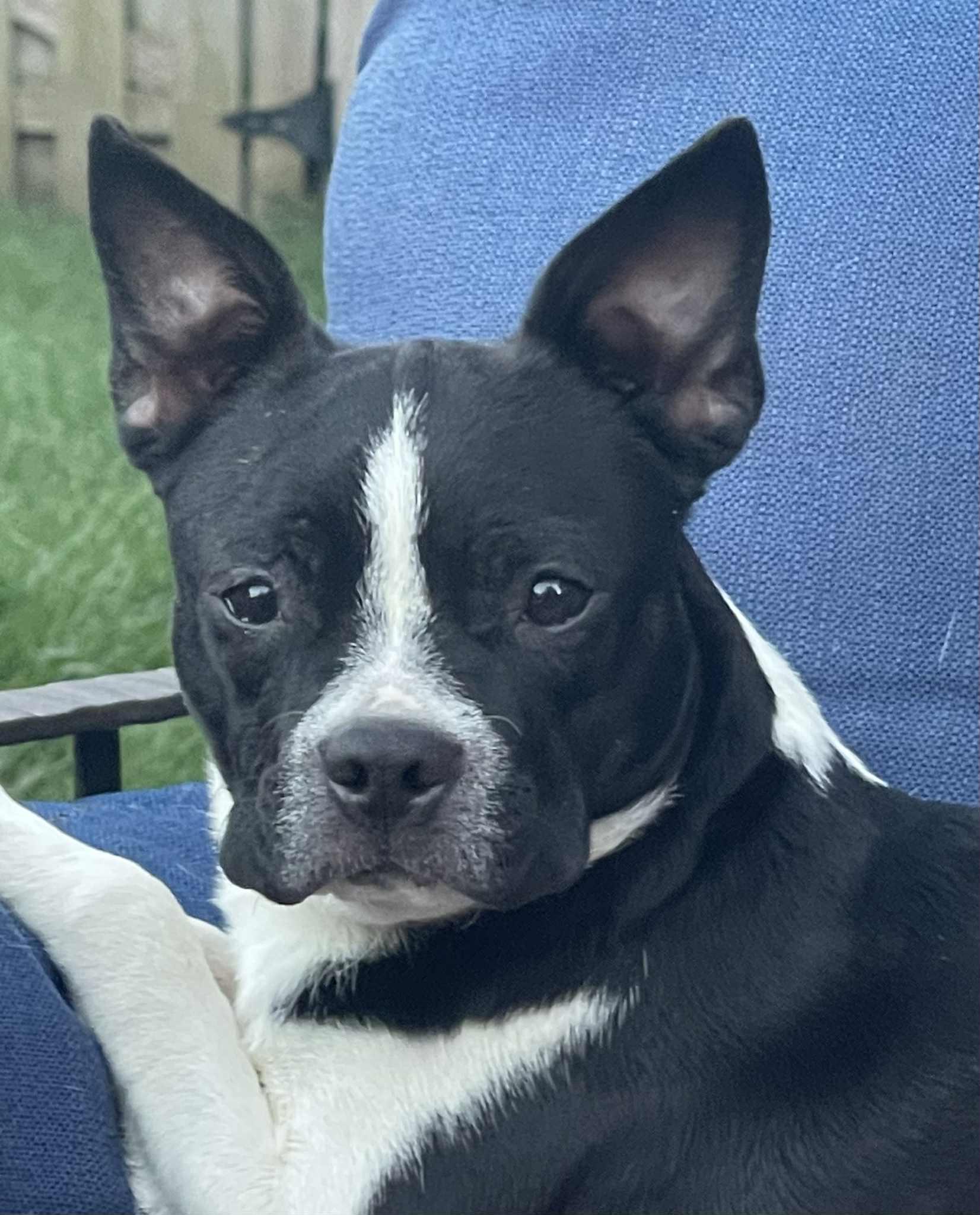 Dyna, adopted, Young Female Boston Terrier.