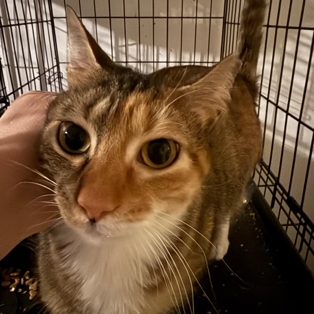 Enlarge Alice, a Adoptable Domestic Short Hair in Granby, MO image 1/4