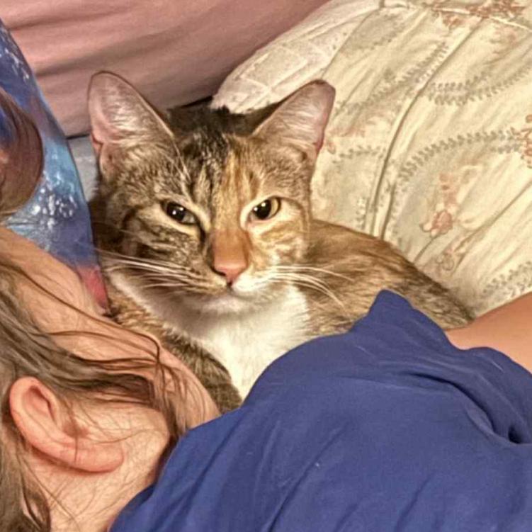 Enlarge Alice, a Adoptable Domestic Short Hair in Granby, MO image 3/4