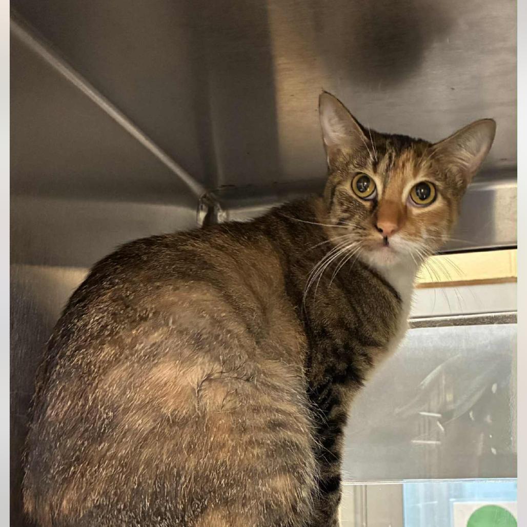 Enlarge Alice, a Adoptable Domestic Short Hair in Granby, MO image 4/4