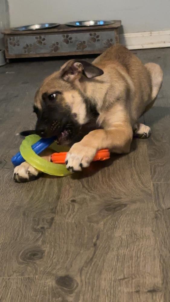 Chloe, Adopted, Puppy Female Shepherd.