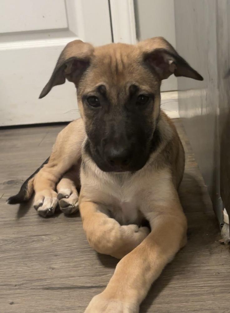 Enlarge Chloe, a Adopted mixed breed in Wendell, NC image 2/4