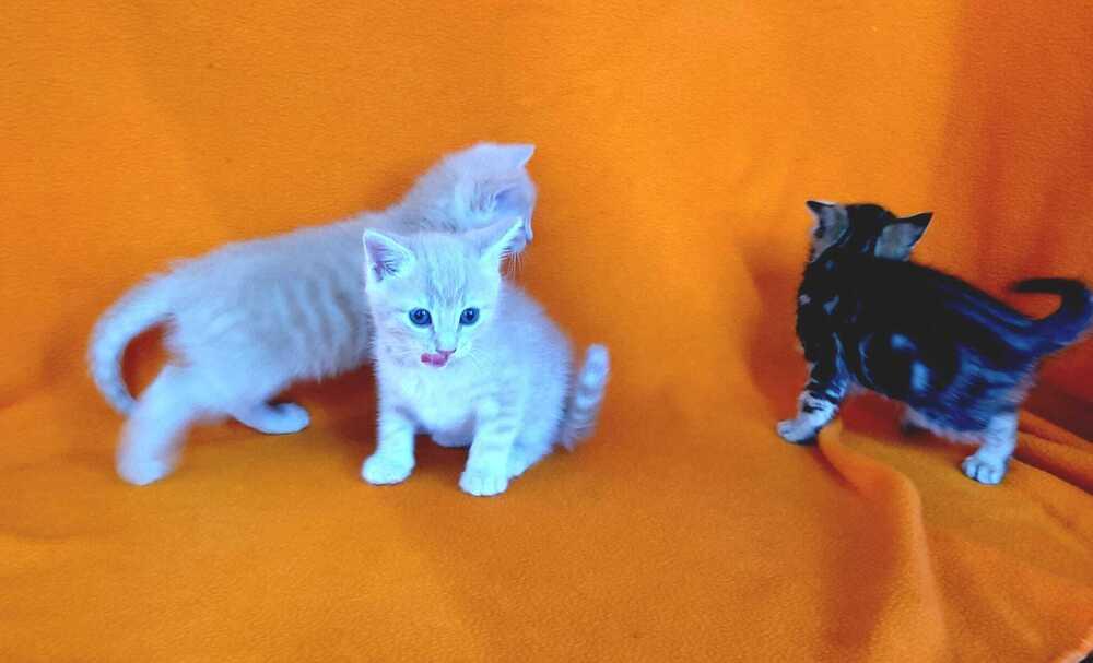 Enlarge Zane, a Adoptable mixed breed in Jessup, MD image 1/2