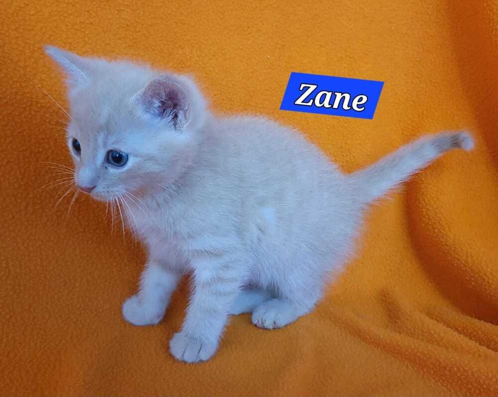 Enlarge Zane, a Adoptable mixed breed in Jessup, MD image 2/2