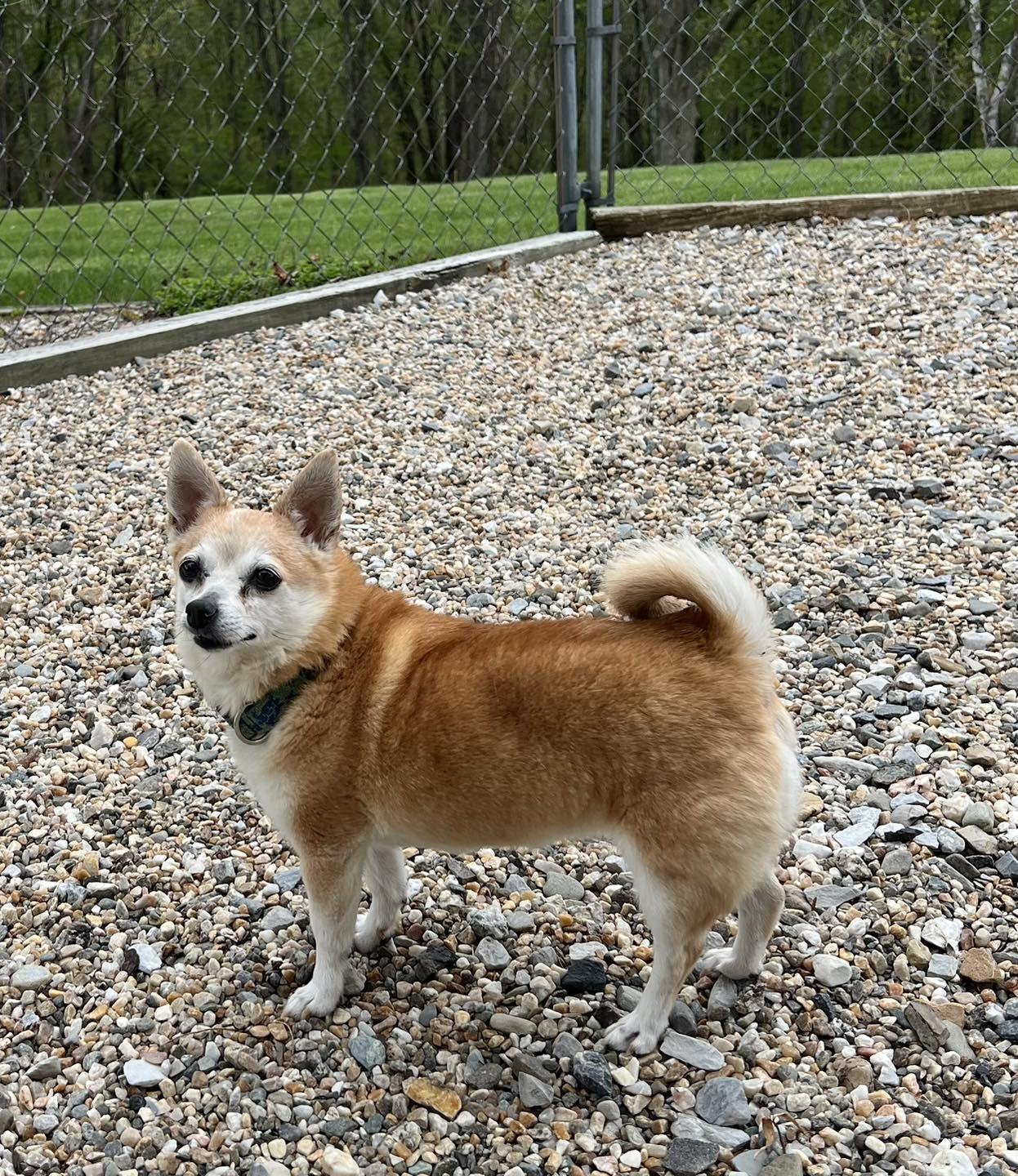Baby, a ADOPTABLE Chihuahua in Winsted, CT image 3/3