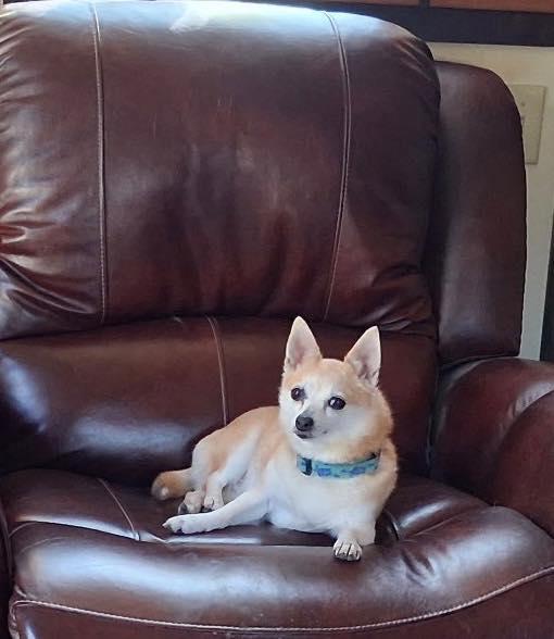 Baby, a ADOPTABLE Chihuahua in Winsted, CT image 1/3