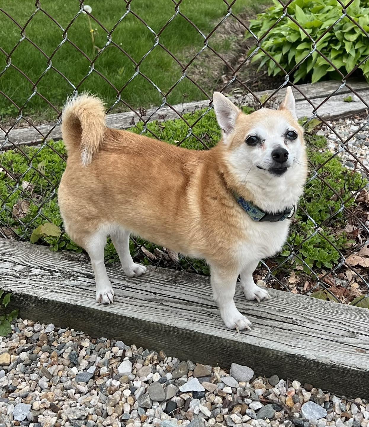 Baby, a ADOPTABLE Chihuahua in Winsted, CT image 2/3