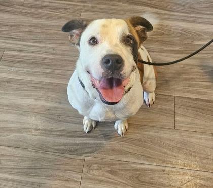 Charlie, Adoptable, Young Male Terrier & Mixed Breed.