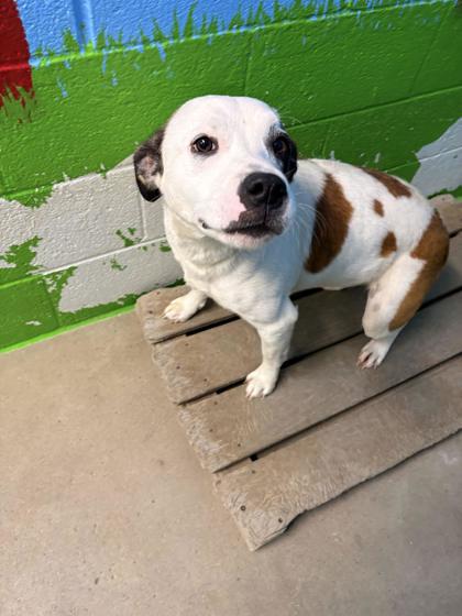 Enlarge Charlie, a Adoptable mixed breed in Paducah, KY image 2/2