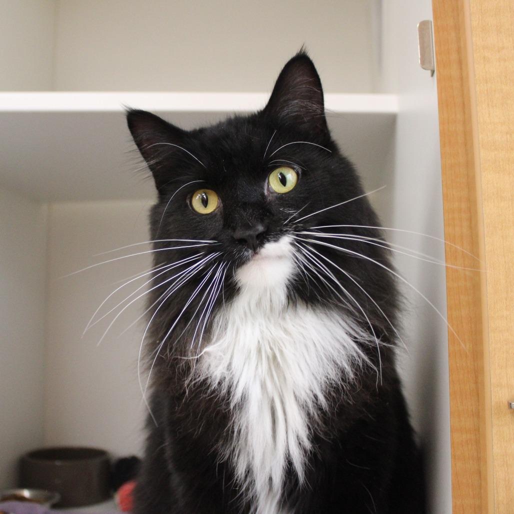 Butterball, a Adoptable Domestic Long Hair in Champaign, IL image 1/5