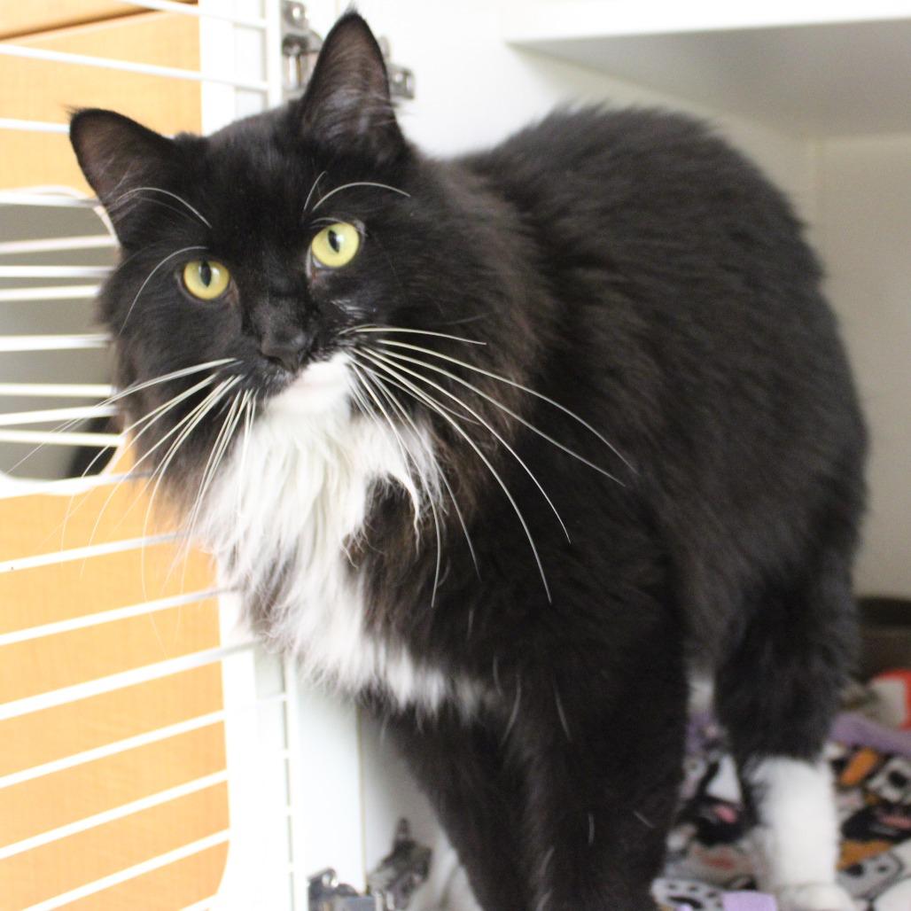 Butterball, a Adoptable Domestic Long Hair in Champaign, IL image 2/5