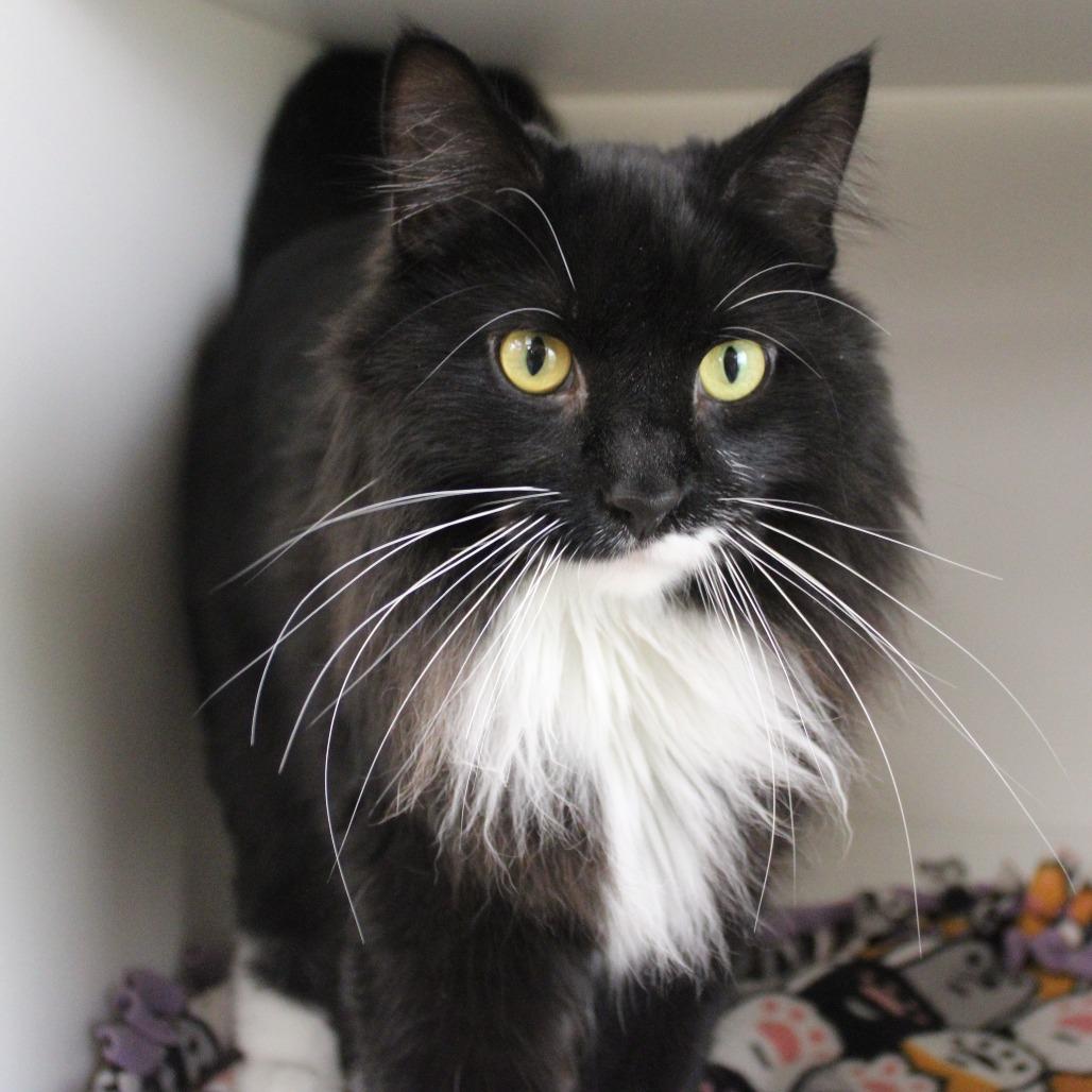 Butterball, a Adoptable Domestic Long Hair in Champaign, IL image 3/5